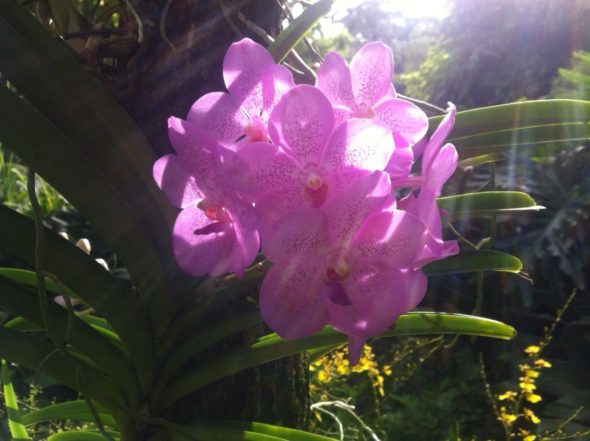 Orchideen im Coolhouse