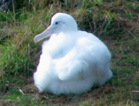 Albatross-Küken